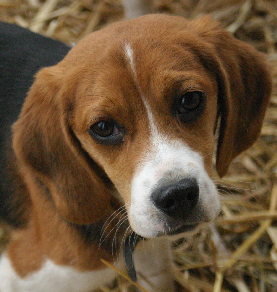 Harvey